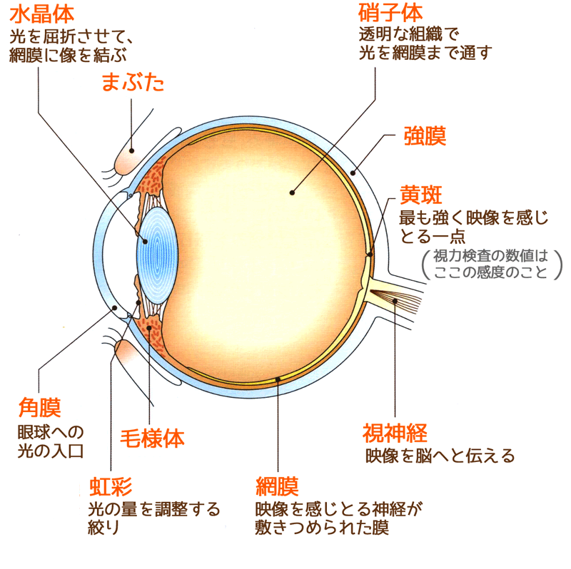 眼の構造と機能の図